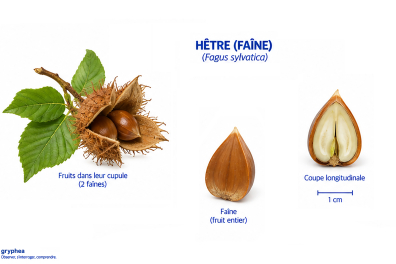 Fruit du Hêtre (faîne)